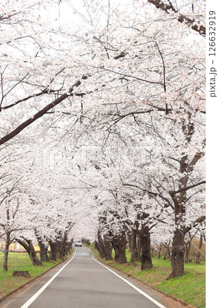 赤城南面千本桜 126632919