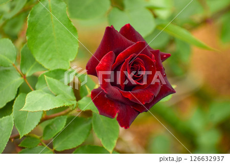 真紅の春のバラ　黒真珠 126632937
