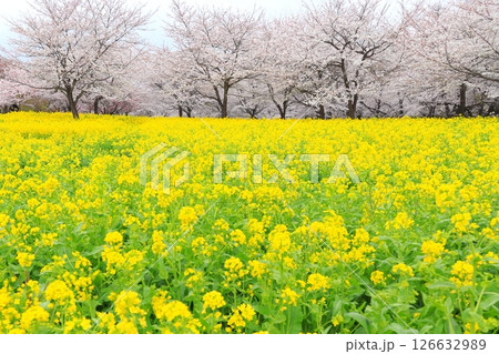 赤城南面千本桜と菜の花 126632989