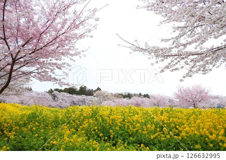赤城南面千本桜と菜の花 赤城南面千本桜と菜の花 126632995