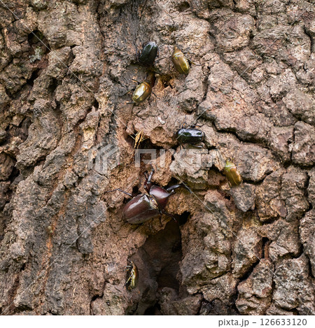 クヌギの木の樹液に集まるカブトムシと夏の昆虫 クヌギの木の樹液に集まるカブトムシと夏の昆虫 126633120
