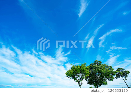 青空と雲と木立 126633130