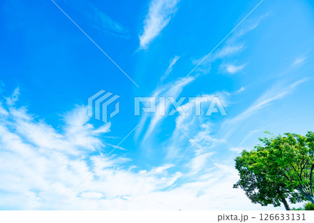 青空と雲と木立 126633131