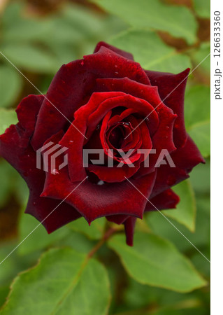 真紅の春のバラ　黒真珠 126633360