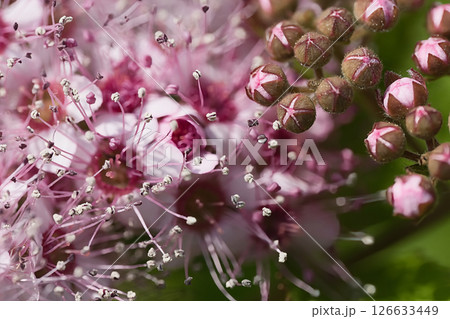 道端に咲く花 道端に咲く花 126633449