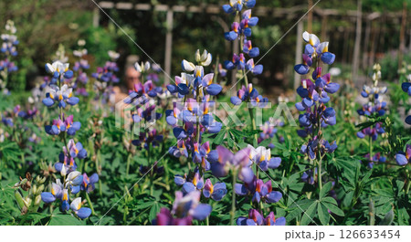 Beautiful field of blooming lupine flowers in vibrant shades of blue, purple, and white, captured in daylight Beautiful field of blooming lupine flowers in vibrant shades of blue, purple, and white, captured in daylight 126633454