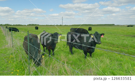 A group of black cows peacefully grazing in a lush green pasture under a clear blue sky A group of black cows peacefully grazing in a lush green pasture under a clear blue sky 126633581