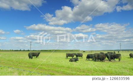 A Lush Green Pasture Filled with Grazing Cattle Beneath Beautiful Blue Skies Above 126633596