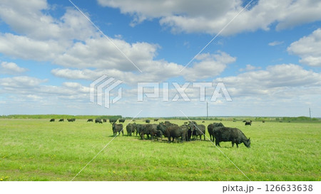 Cattle graze in green fields, enjoying the breeze under a blue sky with white clouds Cattle graze in green fields, enjoying the breeze under a blue sky with white clouds 126633638