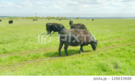 Serene Cattle Grazing Peacefully in the Lush and Green Pasture of the Beautiful Countryside 126633686