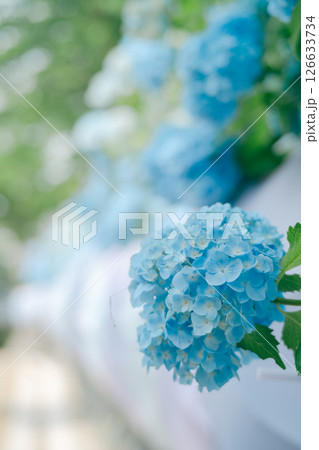あじさいの花 あじさいの花 126633734