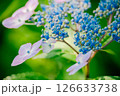 あじさいの花 126633738