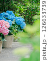 あじさいの花 126633739