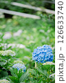 あじさいの花 126633740