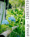 あじさいの花 126633759