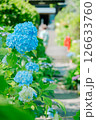 あじさいの花 126633760