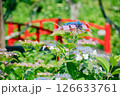 あじさいの花 126633761