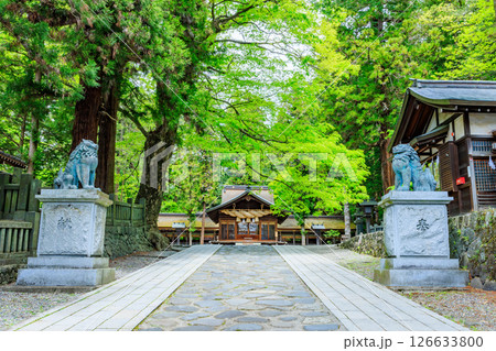 初夏の諏訪大社 下社 春宮 長野県諏訪郡 初夏の諏訪大社 下社 春宮 長野県諏訪郡 126633800