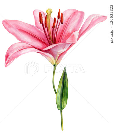 Pink Lily Flower Watercolor Botanical Illustration, Hand Painted Bloom with Stem and Leaves, Isolated Floral Clipart for Design 126633822