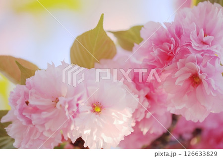 満開の美しい八重桜 126633829