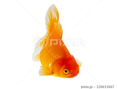 Oranda goldfish isolated on white background close up Oranda goldfish isolated on white background close up 126633887