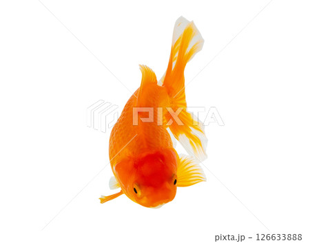 Oranda goldfish isolated on white background close up 126633888