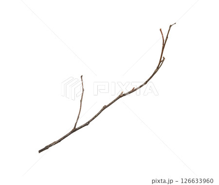 Dry tree branches isolated on white background Dry tree branches isolated on white background 126633960