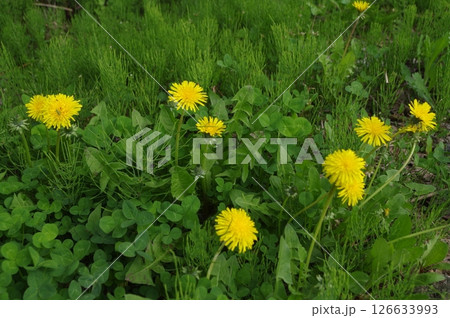 越後妻有の世界 126633993