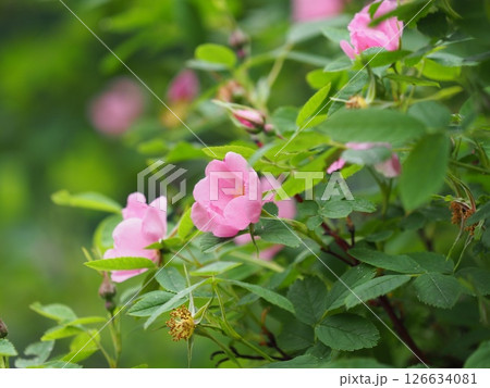 Hidden Pink rose hip flowers on a green Hidden Pink rose hip flowers on a green 126634081
