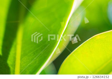 Natural plant green leaf in garden with bokeh background 126634152