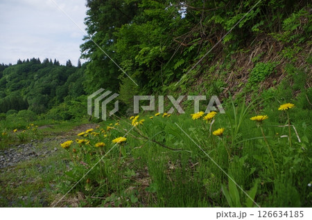 越後妻有の世界 126634185