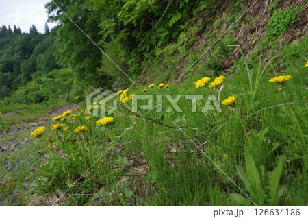 越後妻有の世界 126634186