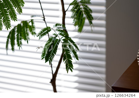 Image photo 126634264