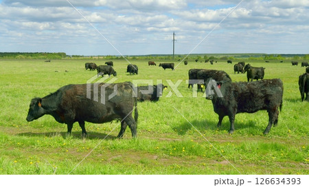 Cattle Grazing Contentedly in a Lush, Expansive Green Pasture Under Clear Blue Skies 126634393