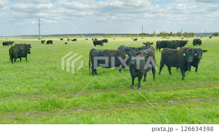 Cattle graze peacefully in the lush green pasture under the vast blue skies above Cattle graze peacefully in the lush green pasture under the vast blue skies above 126634398