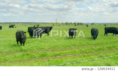 A vast, expansive pasture awaits with black cattle peacefully grazing beneath a cloudy sky A vast, expansive pasture awaits with black cattle peacefully grazing beneath a cloudy sky 126634411