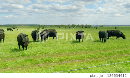 A Serene Scene of Peaceful Cattle Grazing Calmly in a Lush Green Pasture Setting A Serene Scene of Peaceful Cattle Grazing Calmly in a Lush Green Pasture Setting 126634412