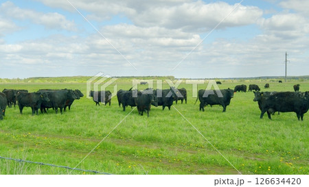 Black Cattle Grazing Peacefully in Beautiful, Lush Green Pastures Under a Blue Sky 126634420