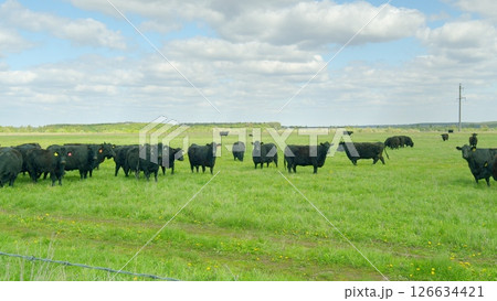 A large herd of Black Cattle is grazing peacefully in a lush Green Pasture beneath a clear Blue Sky 126634421