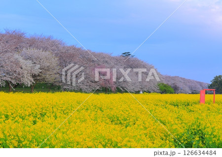 埼玉県 幸手権現堂桜堤 埼玉県 幸手権現堂桜堤 126634484