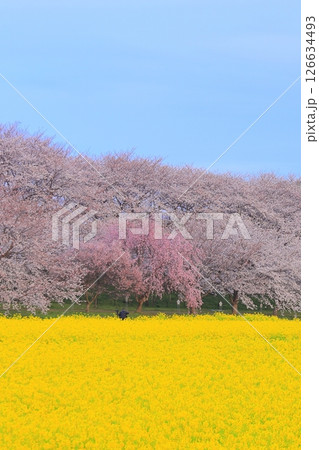 埼玉県　幸手権現堂桜堤 126634493