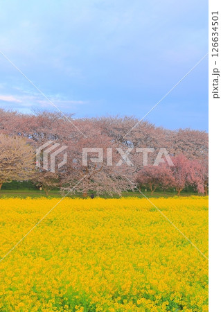 埼玉県 幸手権現堂桜堤 埼玉県 幸手権現堂桜堤 126634501
