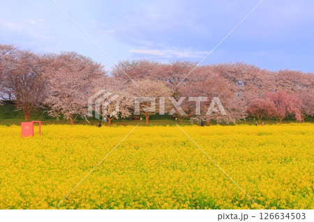 埼玉県 幸手権現堂桜堤 埼玉県 幸手権現堂桜堤 126634503