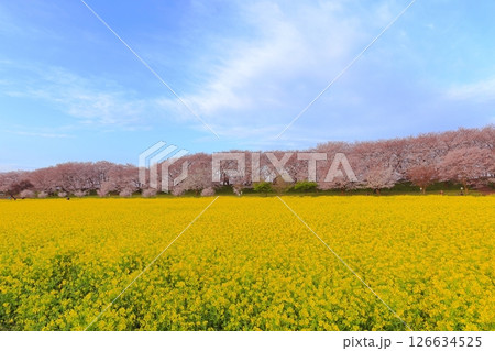 埼玉県　幸手権現堂桜堤 126634525