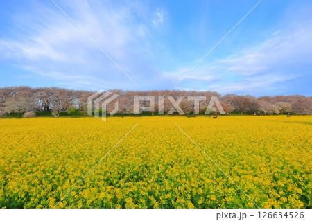 埼玉県　幸手権現堂桜堤 126634526