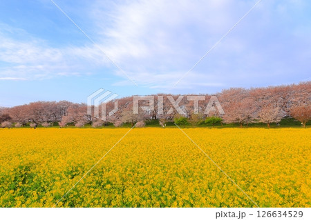 埼玉県 幸手権現堂桜堤 埼玉県 幸手権現堂桜堤 126634529