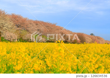 埼玉県　幸手権現堂桜堤 126634536