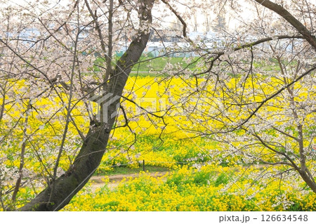 埼玉県 幸手権現堂桜堤 埼玉県 幸手権現堂桜堤 126634548