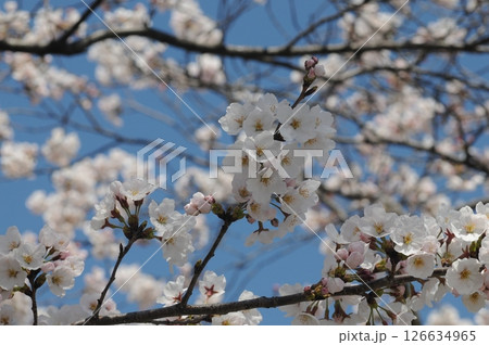 春の桜 126634965