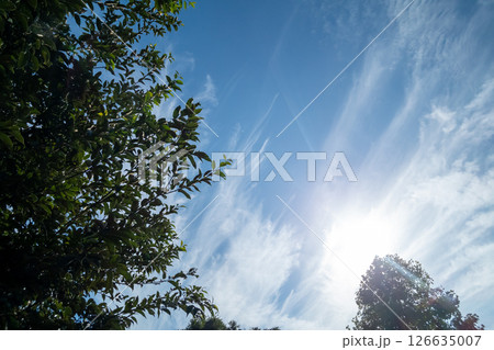 森の中から見た太陽 森の中から見た太陽 126635007
